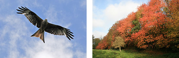 Kite-Autumn