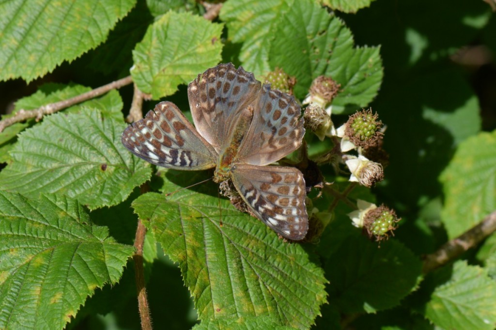 Fritilliary valezina