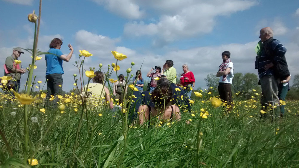 Irina Tatarenko invites us to sit among the buttercups and tells the life-story of the Fritillaries at North Meadow