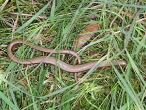 Slow Worm a IMG_1330