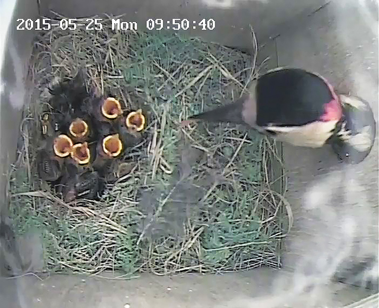 20150525 Nestbox with Woodpecker