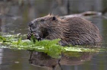 20160729 Beaver